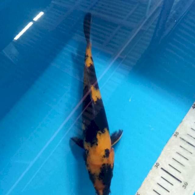 Ki utsuri 25cm