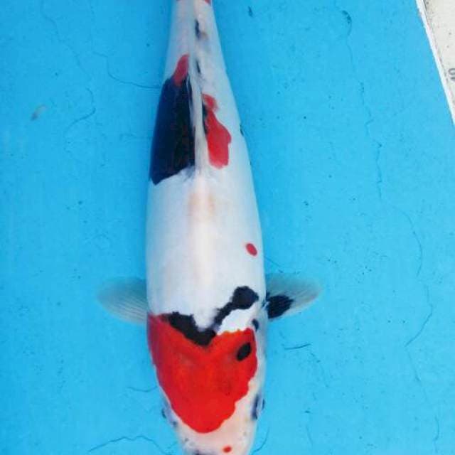 Showa doitsu murni ±28cm