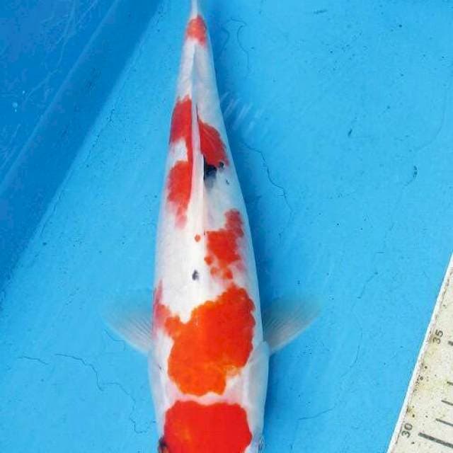 Maruten sansoku ±34cm