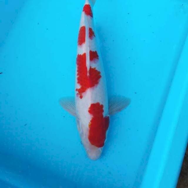 NJK - KOHAKU 4 CEPLOK