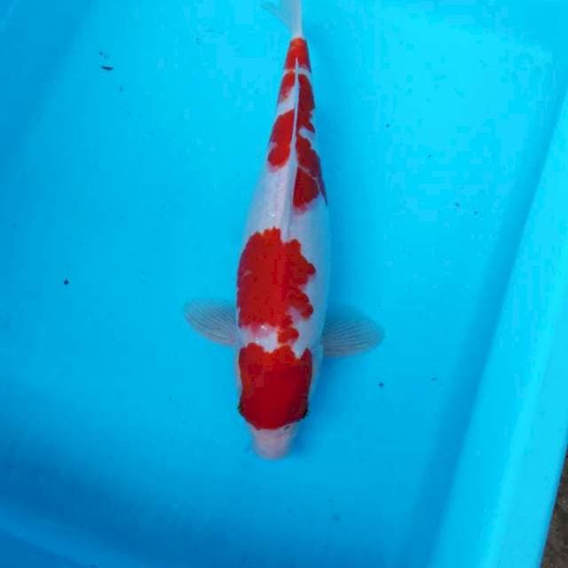 NJK - KOHAKU ORIGINAL