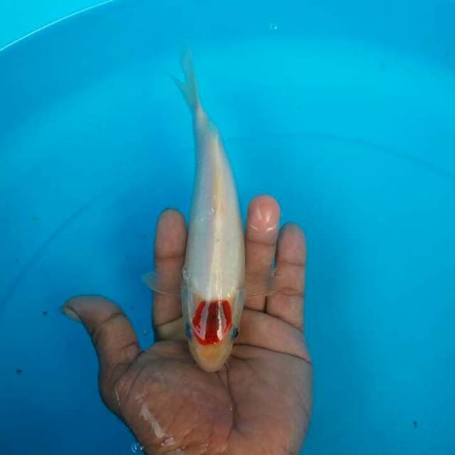tanco ghoromo