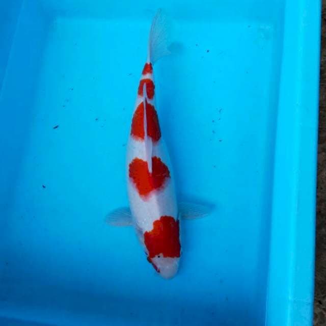 NJK - 5 STEP KOHAKU