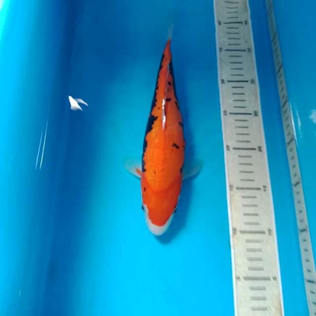 Kumonryu 29 cm