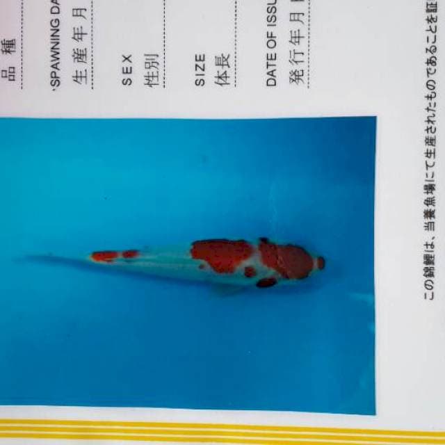 Kohaku anetto