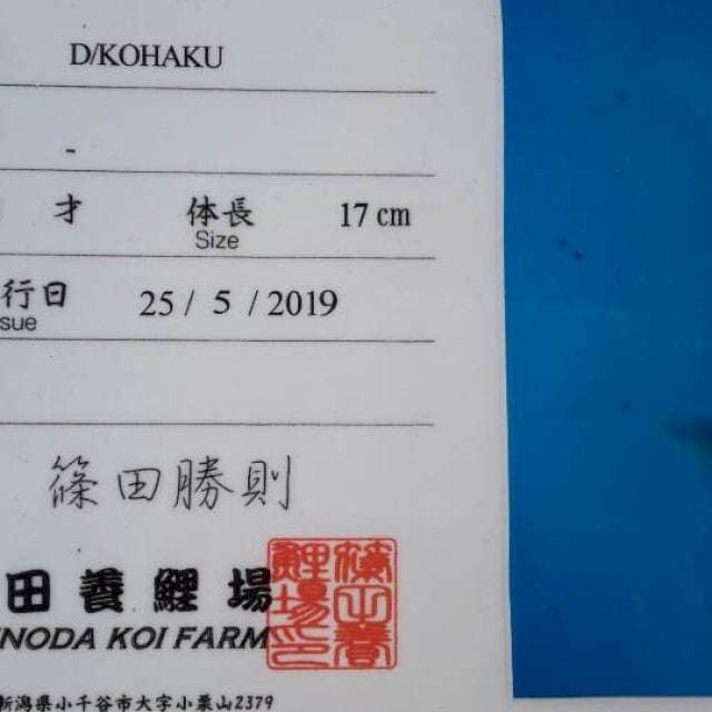 Kohaku doitsu shinoda