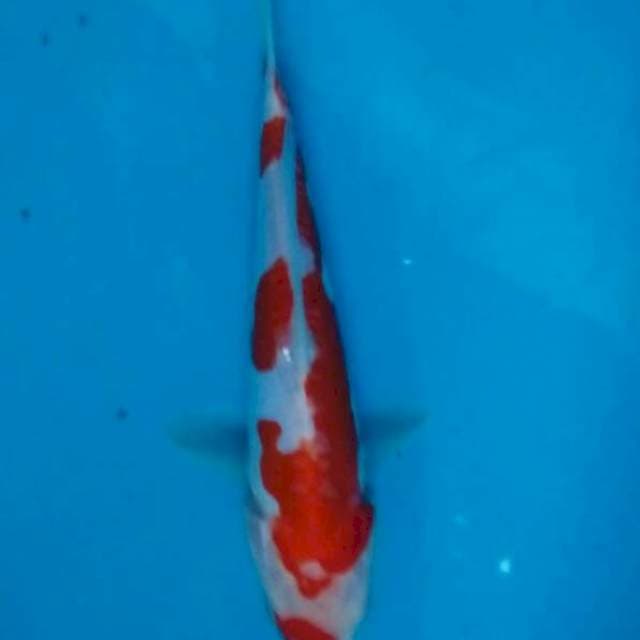 Kohaku doitsu shinoda