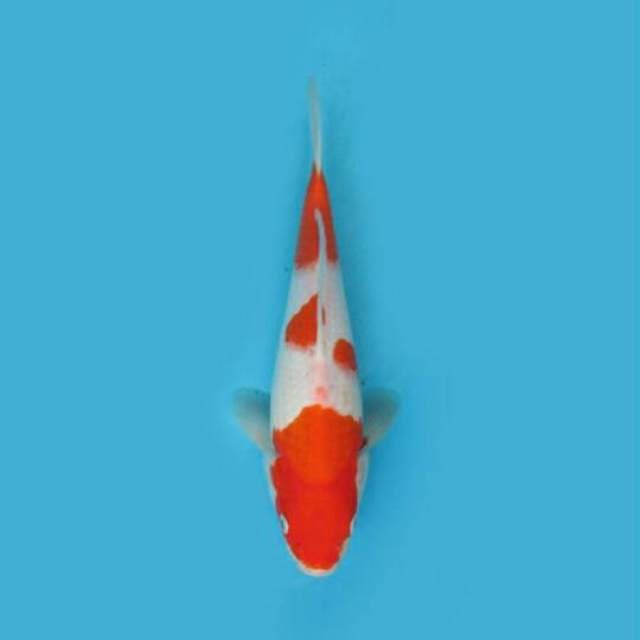 Kohaku 32 cm