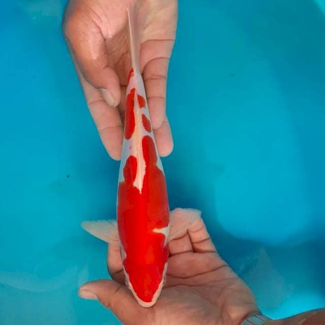 Kohaku Body Mulus