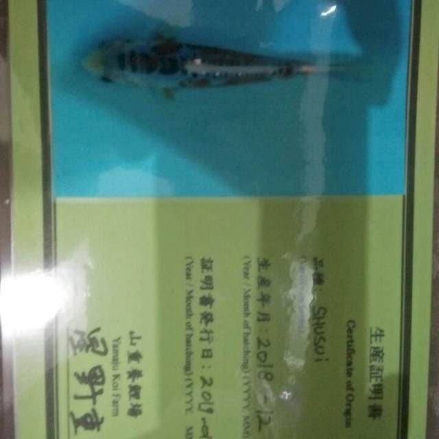 Shusui yamaju