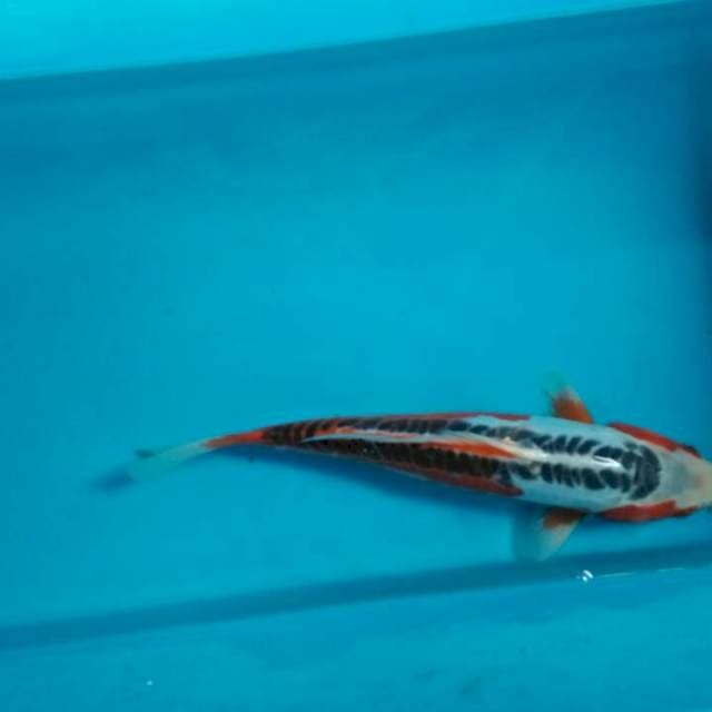 Shusui yamaju
