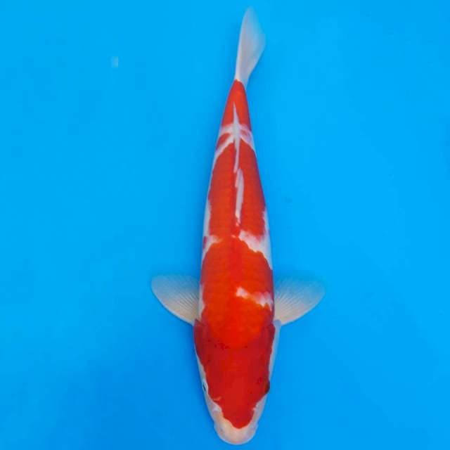 Deep red kohaku import non-serti