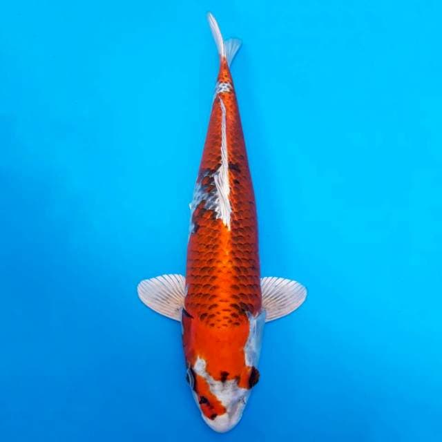 Kujaku import non-serti
