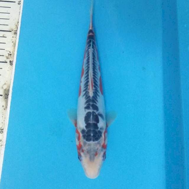 Shusui