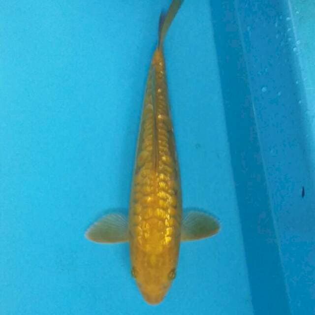 Sisik naga ginrin