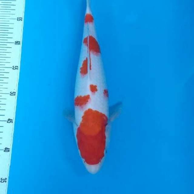 Kohaku original patern
