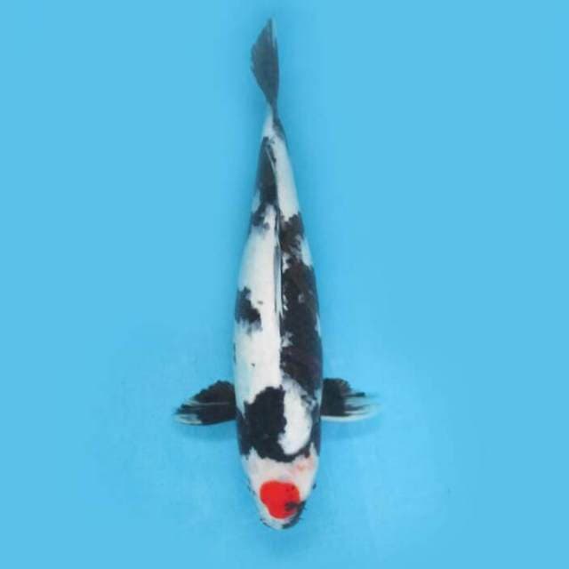 BKS ( TANCHO SHOWA 42 CM )