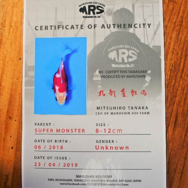 Tamasaba (Marushin) 8cm. Import dan sertifikat