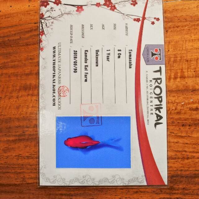 Tamasaba (Kaneko) 8cm. import dan sertifikat