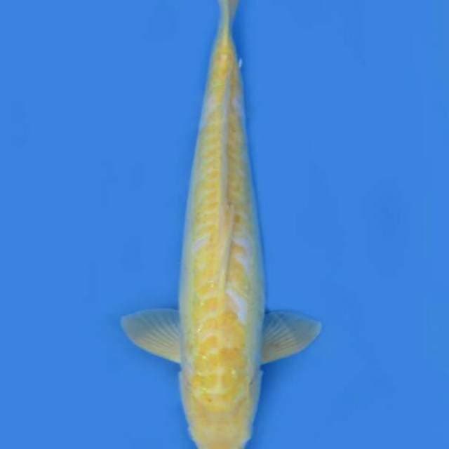 BKS ( KARASI RED EYE 55 CM )
