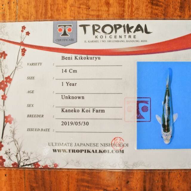 Beni Kikokuryu (Kaneko) 14cm. Import dan sertifikat