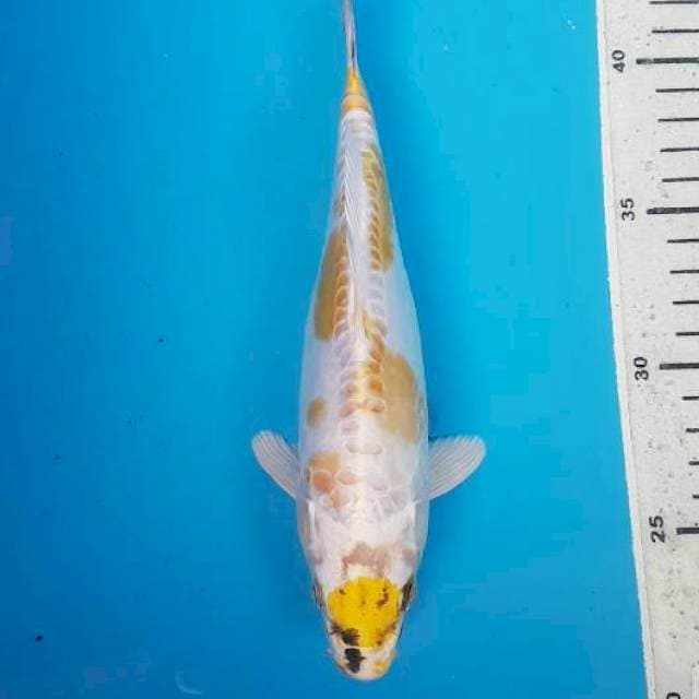 Antik Doitsu Maruten 23 cm