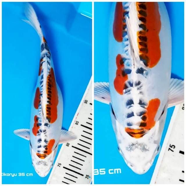 Beni Hikari doitsu 35 cm