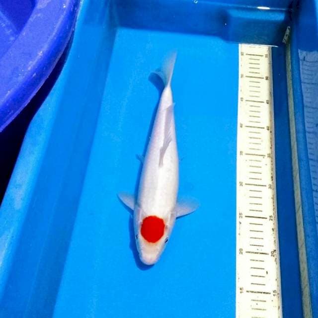 Ori tancho kohaku kualitas show 34cm