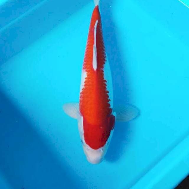 NJK - KOHAKU ONE STEP KANOKO
