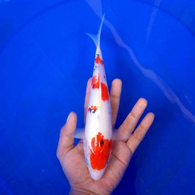 VII. Sanke Spirit || 27 cm