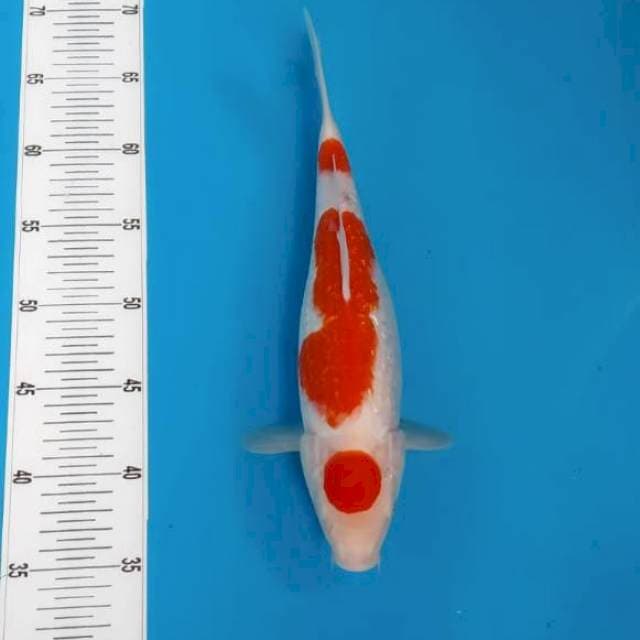 Maruten kohaku ginrin full