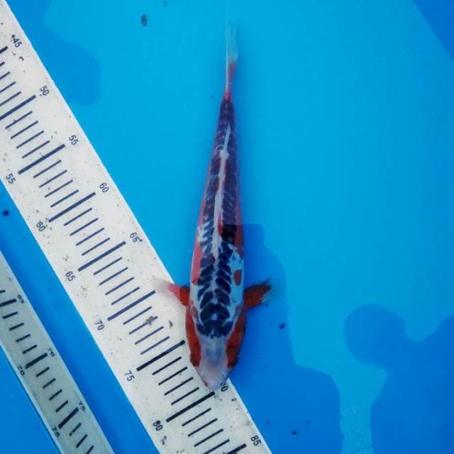 Hana Shui 33cm