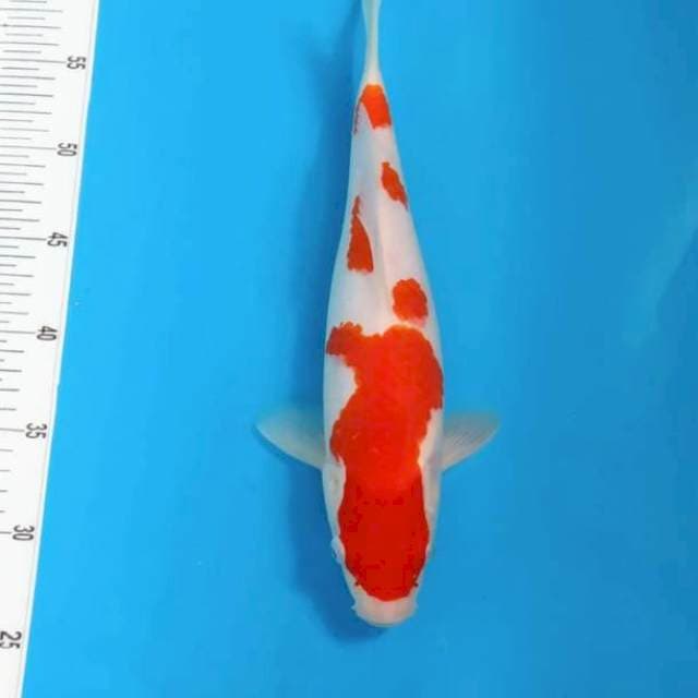 Kohaku 33cm