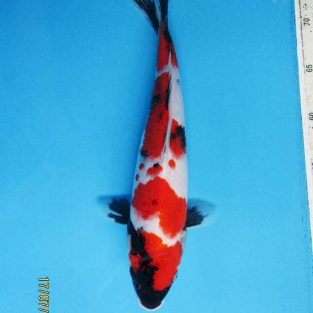 Original Showa Sanshoku