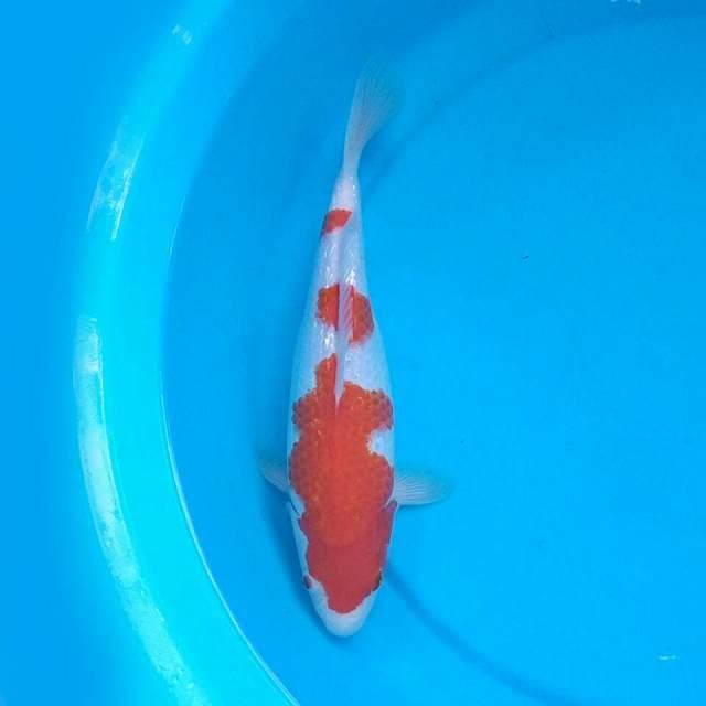 Kohaku Ginrin 29cm