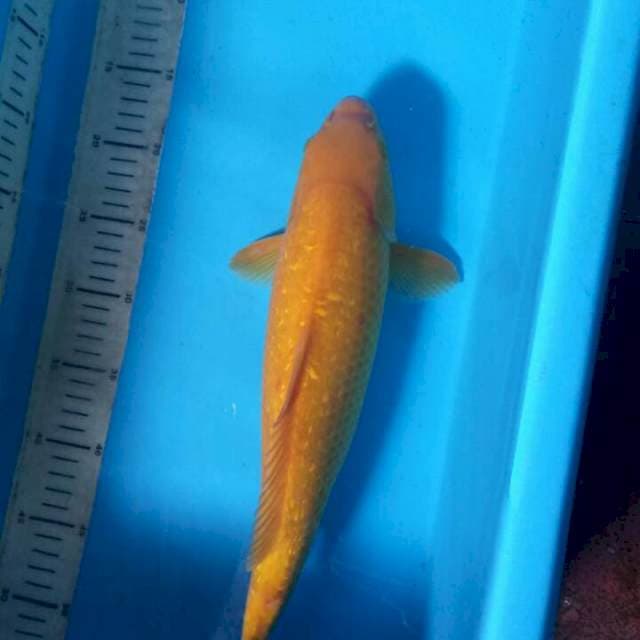 Karasi ginrin 40cm