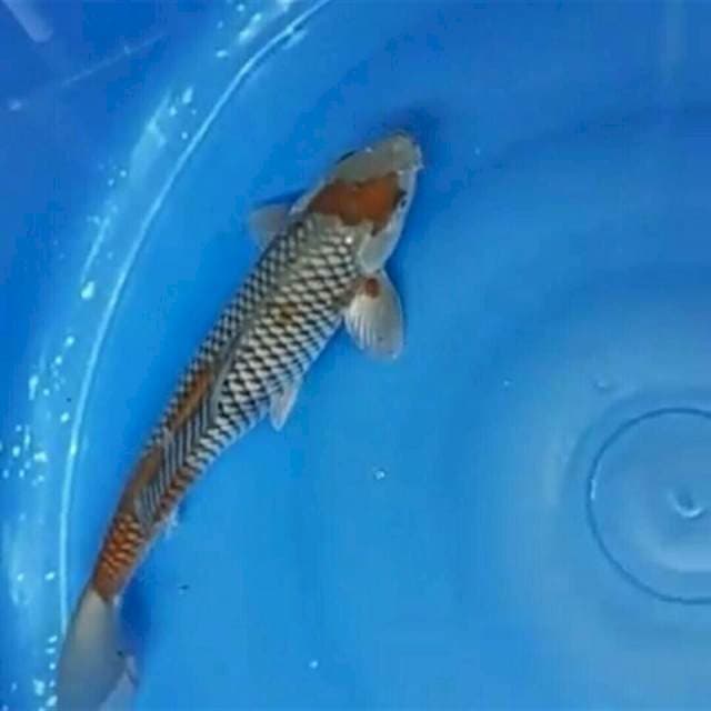 Ochiba Male ~ 40 BU