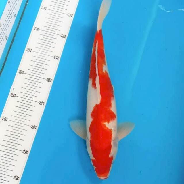 Kohaku manfaat 34 cm