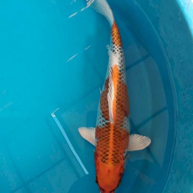 Kujaku bungkuk 37cm