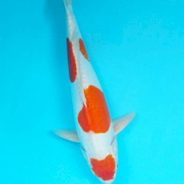 Kohaku doitsu joss