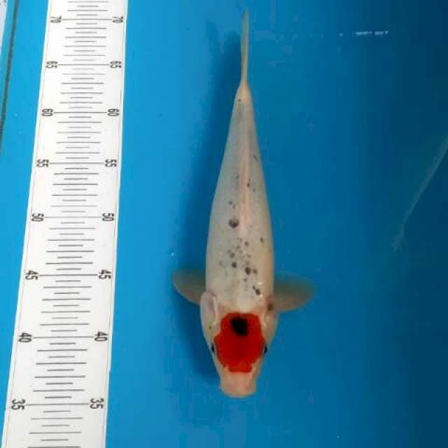 Goshiki Taubat 32 cm
