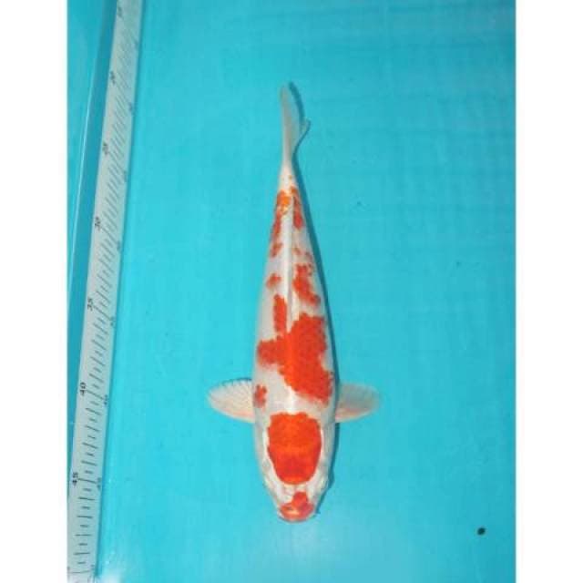 METALLIC KOHAKU SAKURA 27 CM
