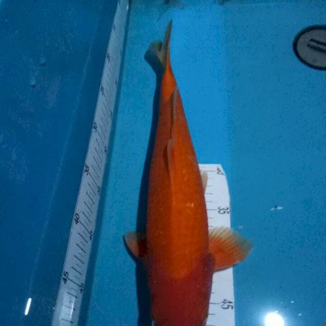 Benigoi..Merah bwh juooss..