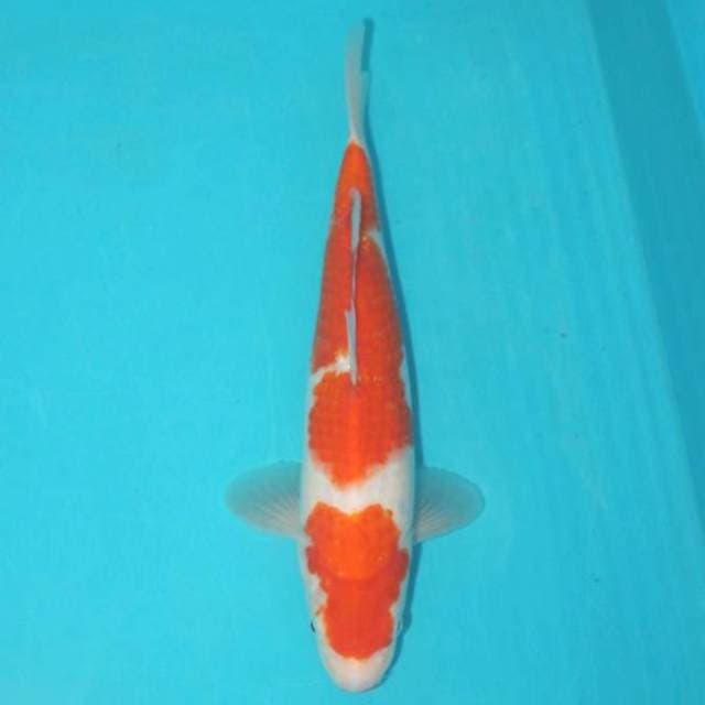 NIDAN KOHAKU 27 CM