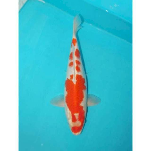 METALLIC KOHAKU SAKURA 29 CM