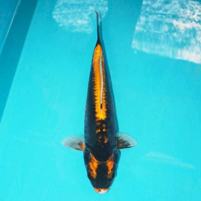 KABUTO 33 CM