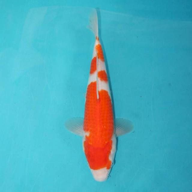 KOHAKU 27 CM