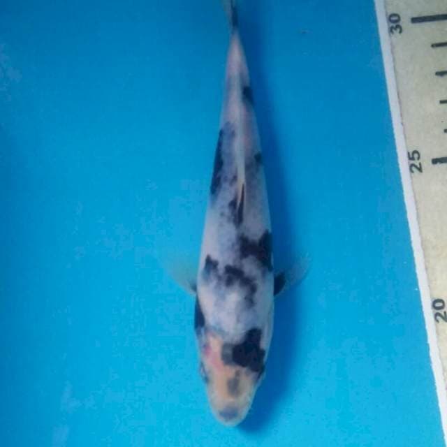 Shiro 15 cm