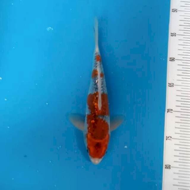 Goshiki tawakal 25 cm