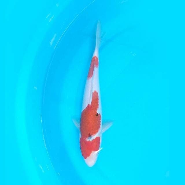 Sanke27cm
